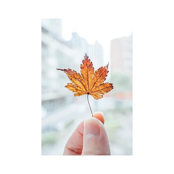 Nikon Z 28-75mm f/2.8