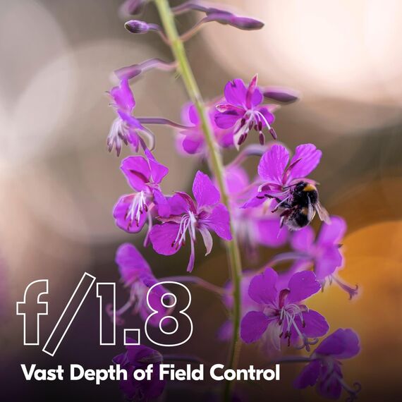 lente-nikon-z-135mm-f-1-8-s-plena-bokeh-profesionalm F/1.8 S Plena